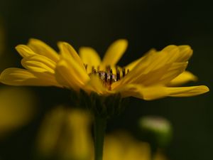 Preview wallpaper jerusalem artichoke, flower, petals, macro, blurred, yellow