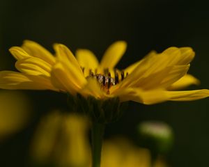 Preview wallpaper jerusalem artichoke, flower, petals, macro, blurred, yellow