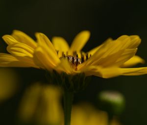Preview wallpaper jerusalem artichoke, flower, petals, macro, blurred, yellow