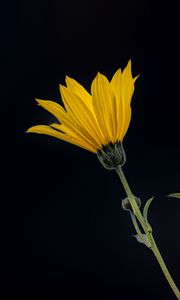 Preview wallpaper jerusalem artichoke, flower, petals, macro, yellow, darkness