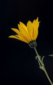 Preview wallpaper jerusalem artichoke, flower, petals, macro, yellow, darkness