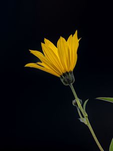 Preview wallpaper jerusalem artichoke, flower, petals, macro, yellow, darkness