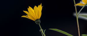 Preview wallpaper jerusalem artichoke, flower, petals, macro, yellow, darkness