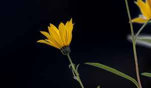 Preview wallpaper jerusalem artichoke, flower, petals, macro, yellow, darkness