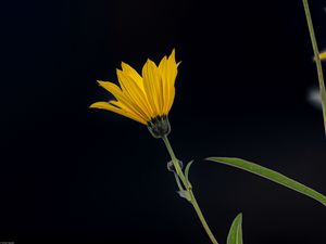 Preview wallpaper jerusalem artichoke, flower, petals, macro, yellow, darkness