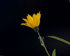 Preview wallpaper jerusalem artichoke, flower, petals, macro, yellow, darkness