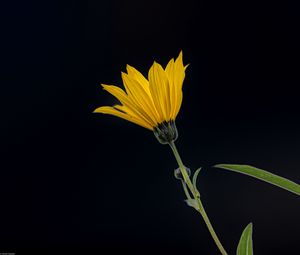 Preview wallpaper jerusalem artichoke, flower, petals, macro, yellow, darkness