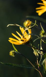 Preview wallpaper jerusalem artichoke, flowers, petals, buds, macro, yellow