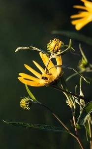 Preview wallpaper jerusalem artichoke, flowers, petals, buds, macro, yellow