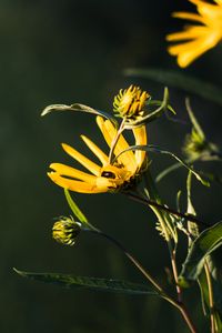 Preview wallpaper jerusalem artichoke, flowers, petals, buds, macro, yellow