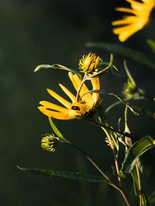 Preview wallpaper jerusalem artichoke, flowers, petals, buds, macro, yellow