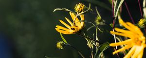 Preview wallpaper jerusalem artichoke, flowers, petals, buds, macro, yellow