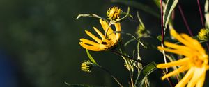 Preview wallpaper jerusalem artichoke, flowers, petals, buds, macro, yellow