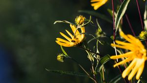 Preview wallpaper jerusalem artichoke, flowers, petals, buds, macro, yellow