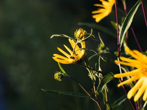 Preview wallpaper jerusalem artichoke, flowers, petals, buds, macro, yellow