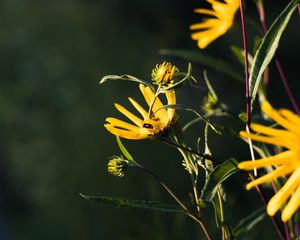 Preview wallpaper jerusalem artichoke, flowers, petals, buds, macro, yellow