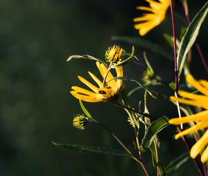 Preview wallpaper jerusalem artichoke, flowers, petals, buds, macro, yellow