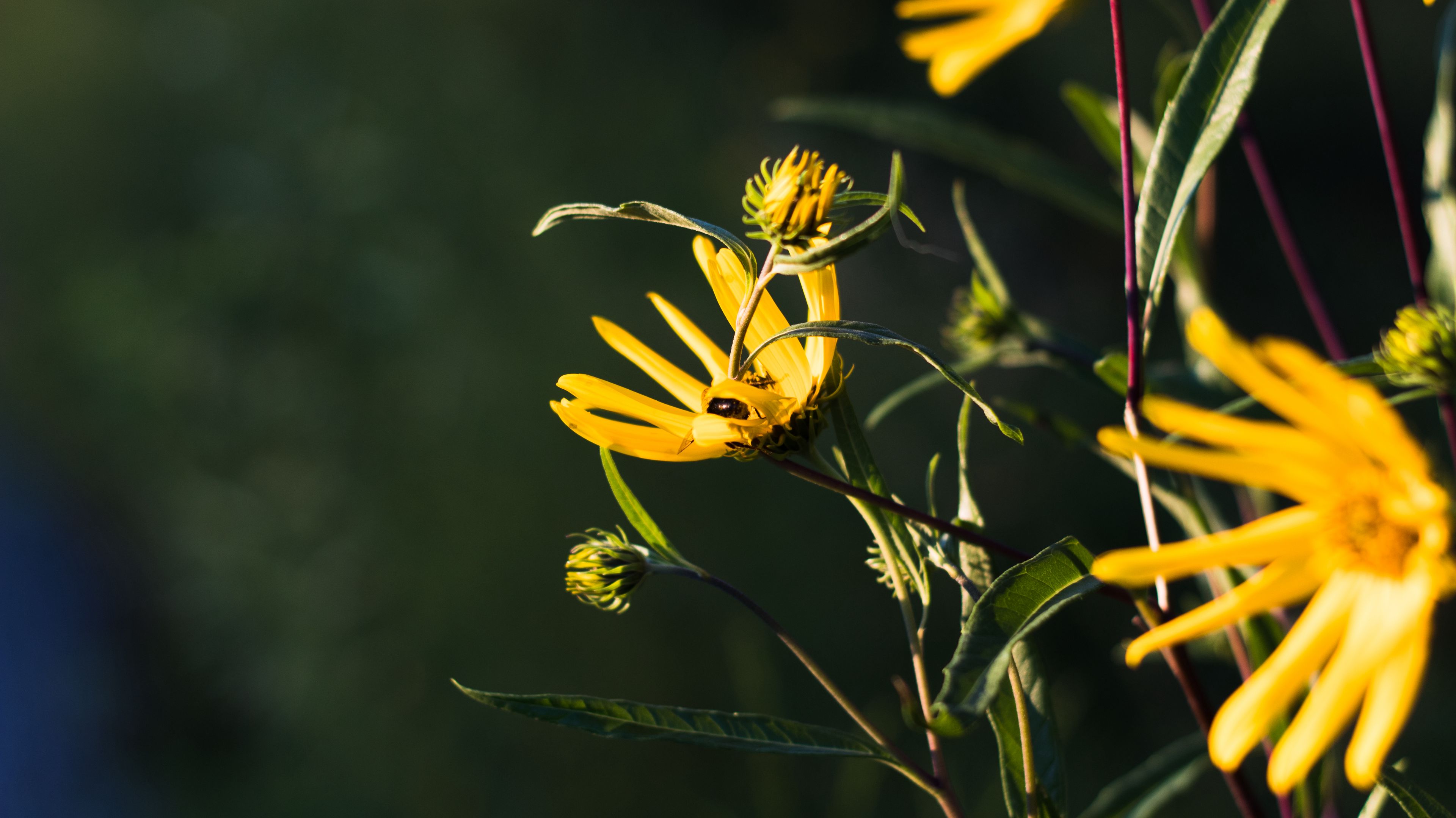 Download wallpaper 3840x2160 jerusalem artichoke, flowers, petals, buds