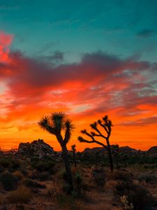 Preview wallpaper joshua tree, park, sunset, trees