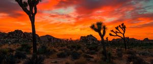 Preview wallpaper joshua tree, park, sunset, trees