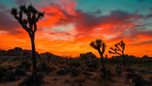 Preview wallpaper joshua tree, park, sunset, trees