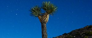 Preview wallpaper joshua tree, tree, starry sky