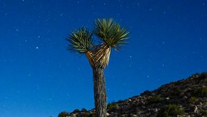 Preview wallpaper joshua tree, tree, starry sky