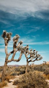 Preview wallpaper joshua, trees, bushes, prairie