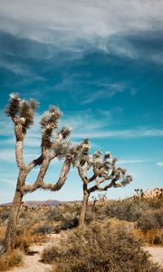 Preview wallpaper joshua, trees, bushes, prairie