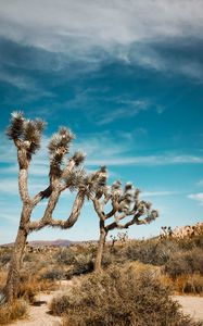 Preview wallpaper joshua, trees, bushes, prairie