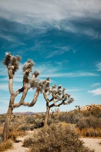 Preview wallpaper joshua, trees, bushes, prairie