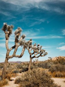 Preview wallpaper joshua, trees, bushes, prairie