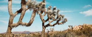 Preview wallpaper joshua, trees, bushes, prairie