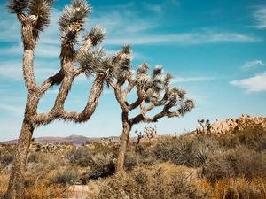 Preview wallpaper joshua, trees, bushes, prairie