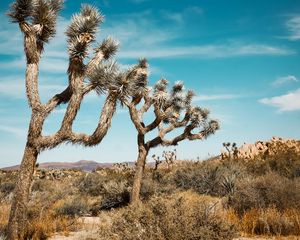 Preview wallpaper joshua, trees, bushes, prairie