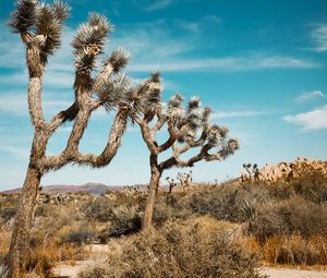 Preview wallpaper joshua, trees, bushes, prairie