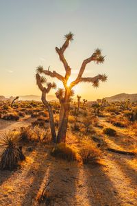 Preview wallpaper joshua, trees, sunset, rays, bushes, desert