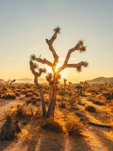 Preview wallpaper joshua, trees, sunset, rays, bushes, desert