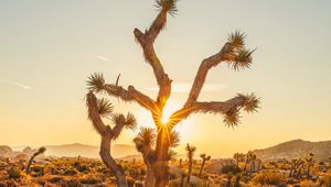 Preview wallpaper joshua, trees, sunset, rays, bushes, desert