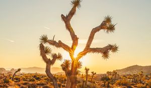 Preview wallpaper joshua, trees, sunset, rays, bushes, desert