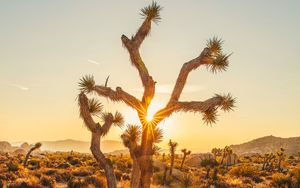 Preview wallpaper joshua, trees, sunset, rays, bushes, desert