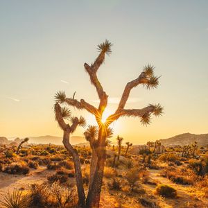 Preview wallpaper joshua, trees, sunset, rays, bushes, desert