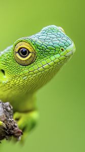 Preview wallpaper jubata, lizard, green, macro