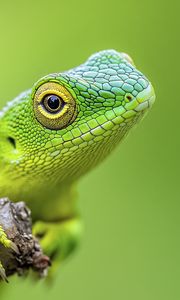 Preview wallpaper jubata, lizard, green, macro