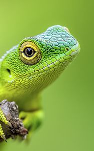 Preview wallpaper jubata, lizard, green, macro