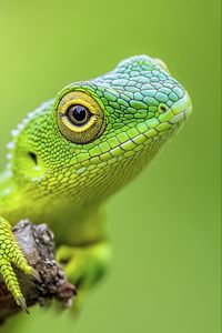 Preview wallpaper jubata, lizard, green, macro