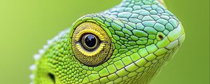 Preview wallpaper jubata, lizard, green, macro