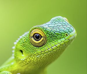 Preview wallpaper jubata, lizard, green, macro