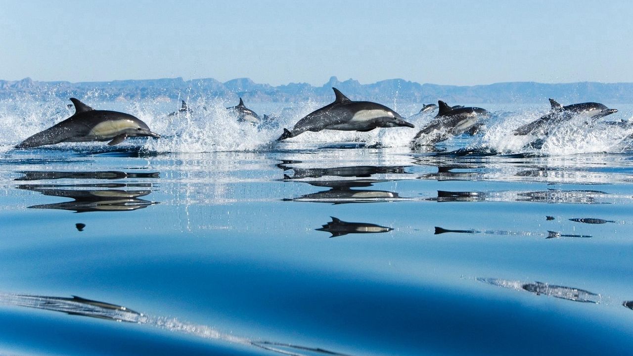 Wallpaper jump, water surface, dolphins