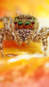 Preview wallpaper jumper, spider, close-up, eyes